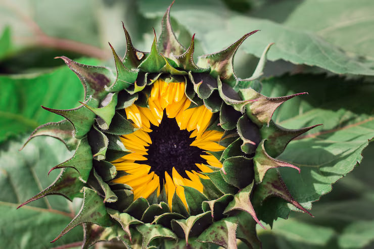 Desert Sun F1 Sunflower Seeds online shopping