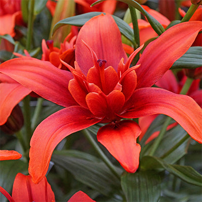 Red Twin Pollen Free Double Kiss Asiatic Lily