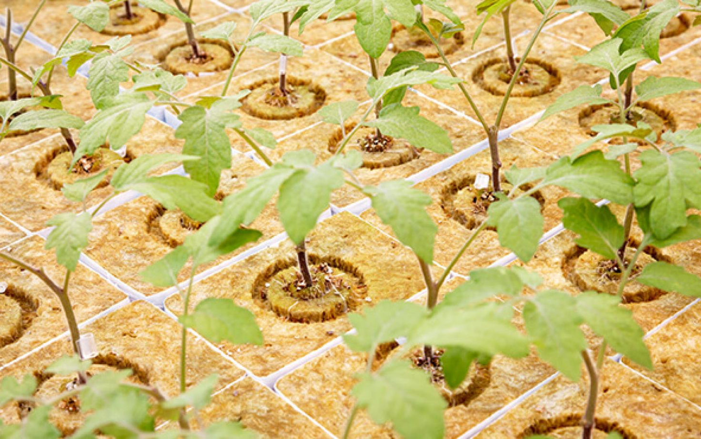 Cultilene CultiOne Plug Stone Wool Hydroponics Growing Medium