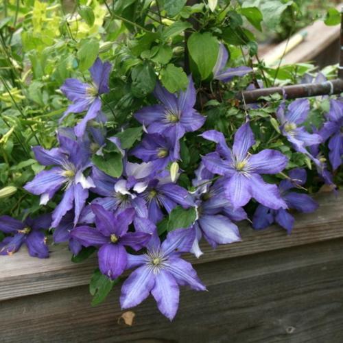 Rhapsody Clematis Vine