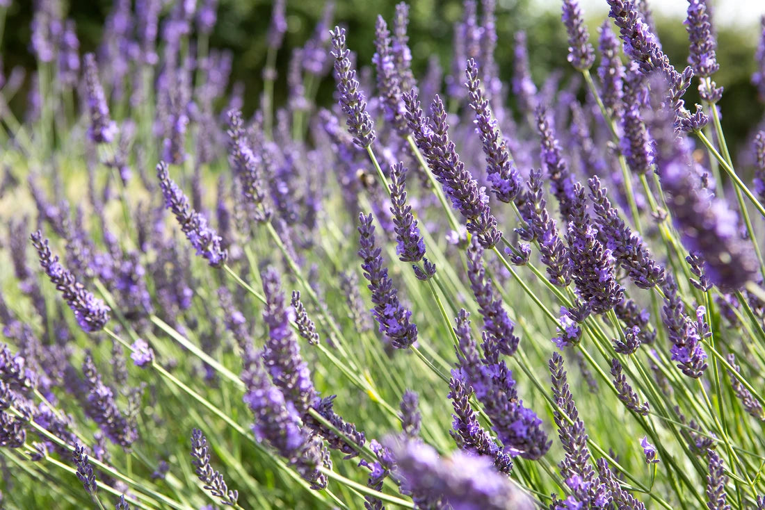 Lavandula x intermedia Grosso