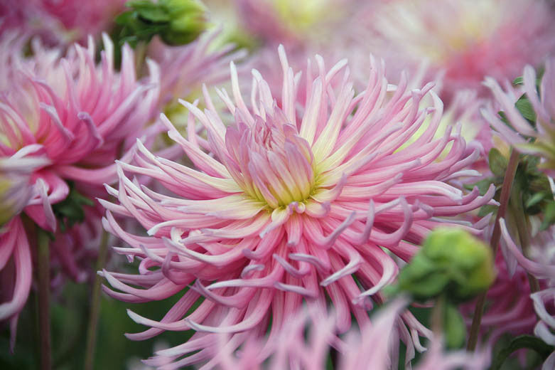 Star’s Favourite Dahlia