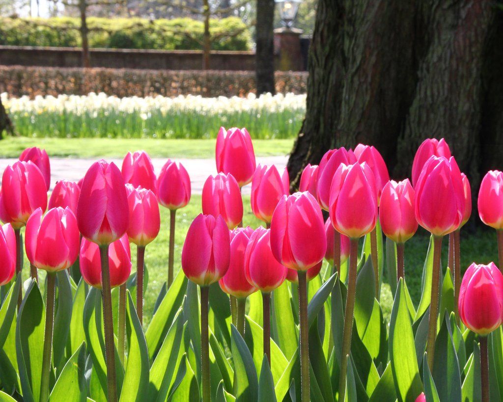Rosy Delight Tulip Bulbs