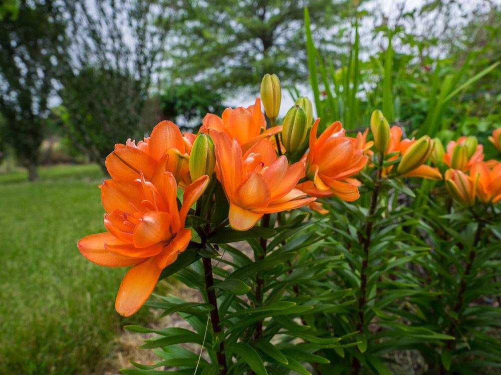asiatic lily evergreen Tiny Double You Dwarf Asiatic Lily – EVERGREEN