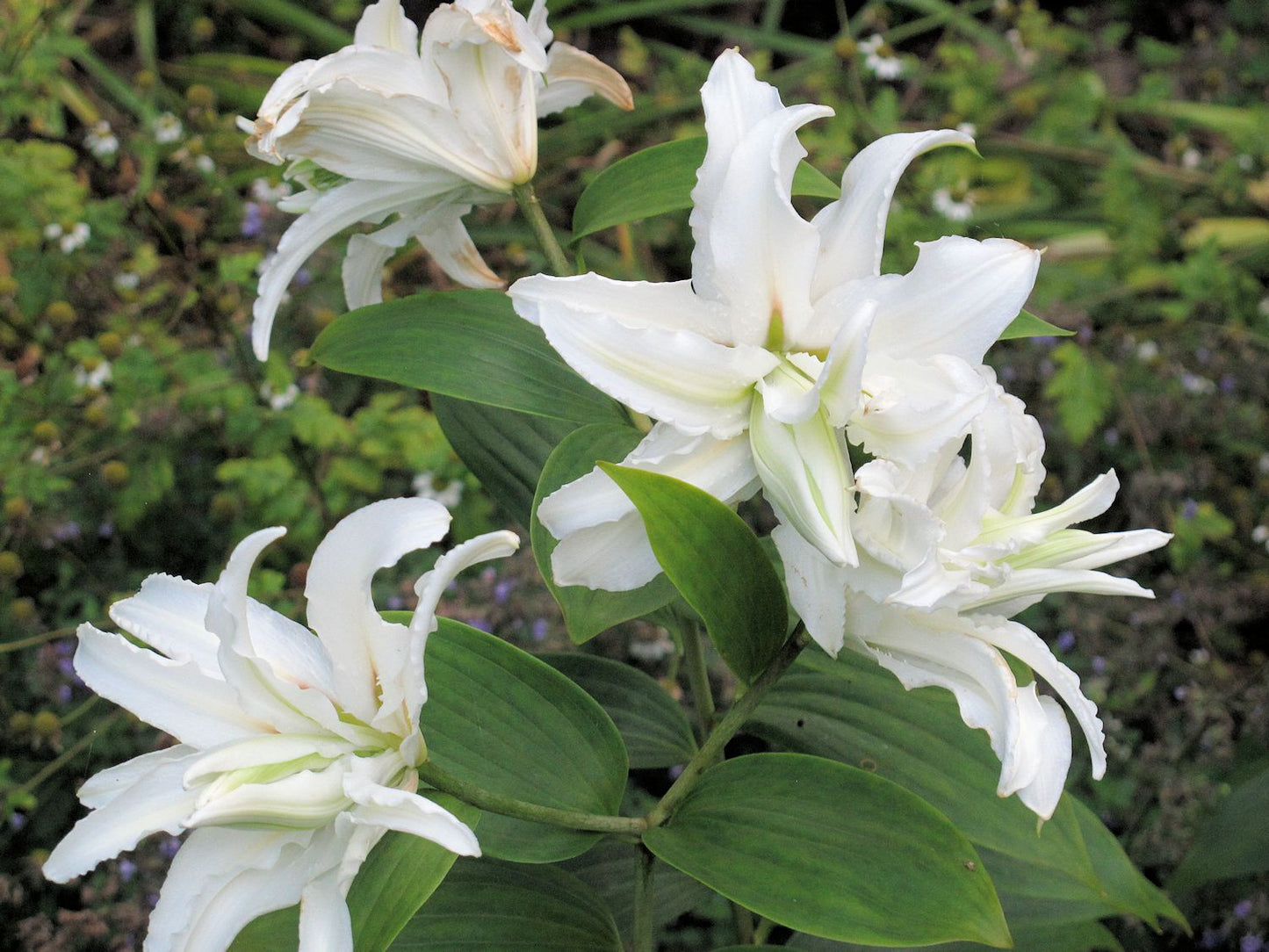 Sunny Double Bounty Dwarf Oriental Lily