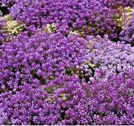 Dwarf Purple Alyssum Seeds online shopping