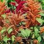 Hot Biscuits Amaranth Seeds online shopping