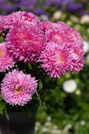 King Size Rose China Asters Seeds online shopping