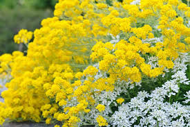 Basket of Gold Aurinia Seeds online shopping
