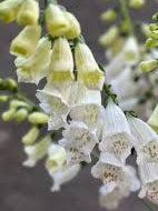 Dalmation White F1 Pelleted Foxglove Seeds online shopping