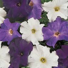 Dreams Waterfall Mixture Pelleted Petunia Seeds online shopping
