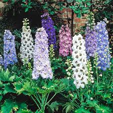 Magic Fountains Mix Delphinium Seeds online shopping