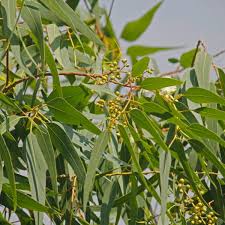 Lemon Bush Eucalyptus Seeds online shopping
