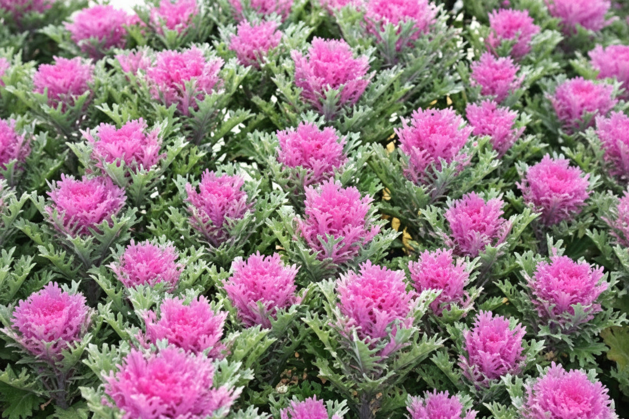 Crane Feather Queen Ornamental Kale Seeds online shopping