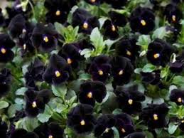 Back to Black Viola Seeds online shopping