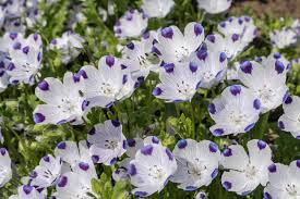 Five Spot Nemophila Seeds online shopping