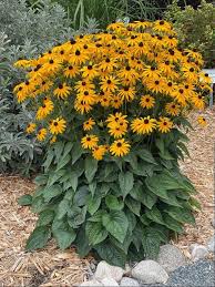 Black Eyed Susan Rudbeckia Seeds online shopping