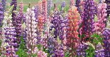 Russell Hybrids Lupines Seeds online shopping