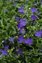Midnight Blue Lobelia Seeds online shopping