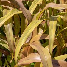 Copper Prince Ornamental Grass Seeds online shopping
