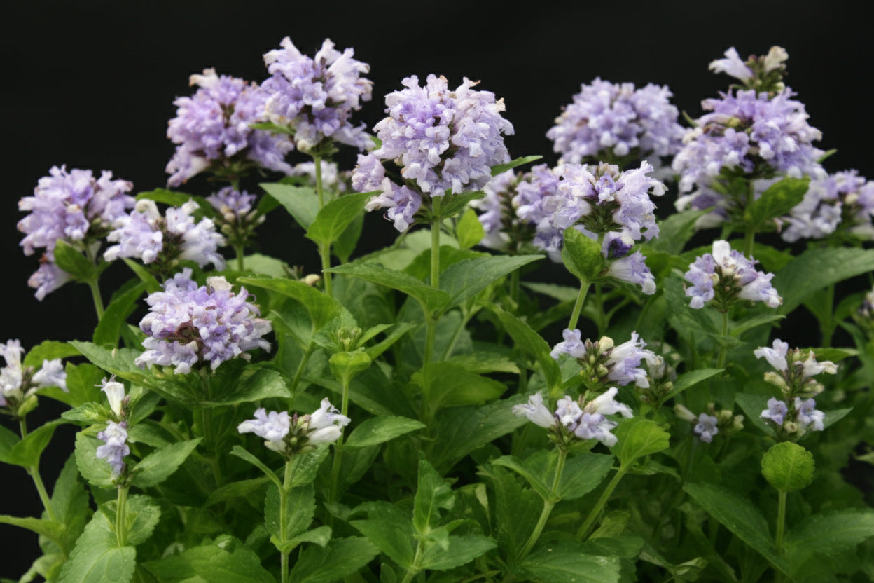 Blue Panther Nepeta Seeds online shopping