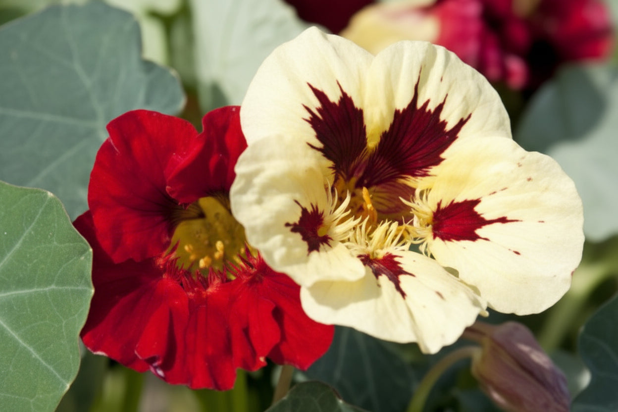 Bloody Mary Nasturtium Seeds online shopping