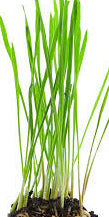 Cat Grass Seeds online shopping