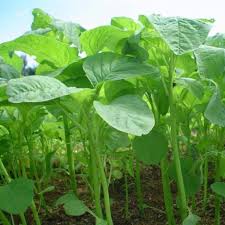 Callaloo Amaranth Seeds online shopping