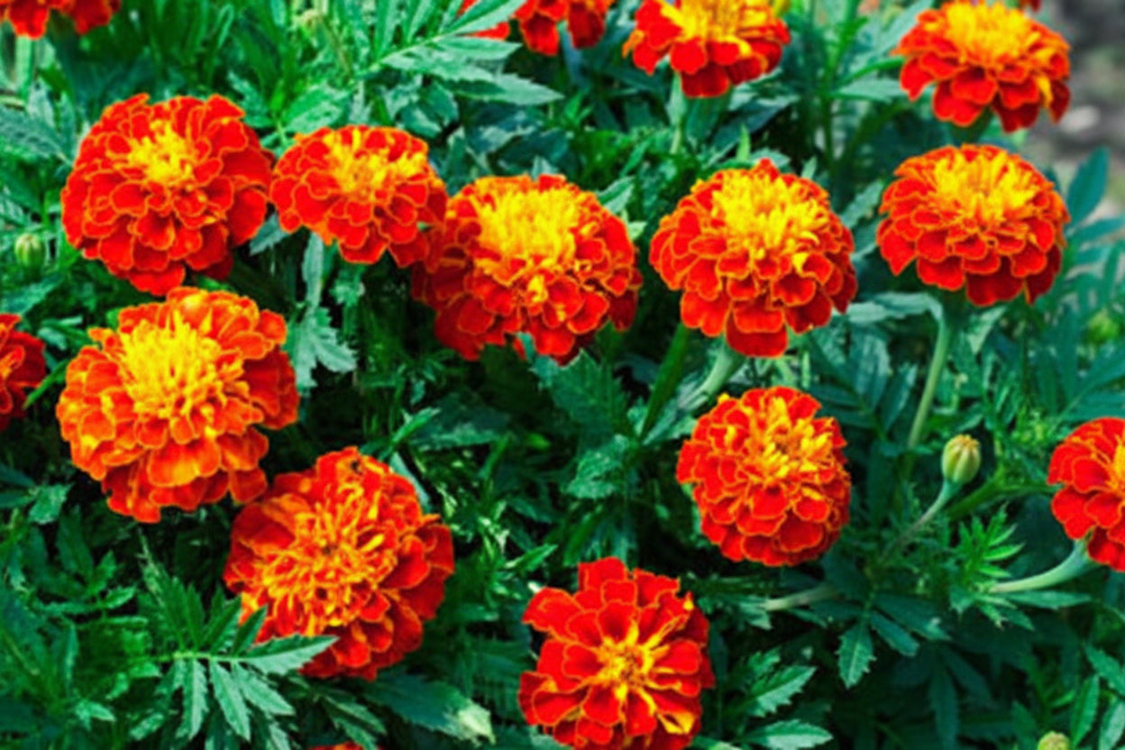 Red Cherry Marigold Seeds online shopping