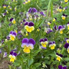 Johnny Jump Up Viola Seeds online shopping