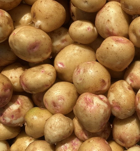 Alaska Bloom Gourmet Potato