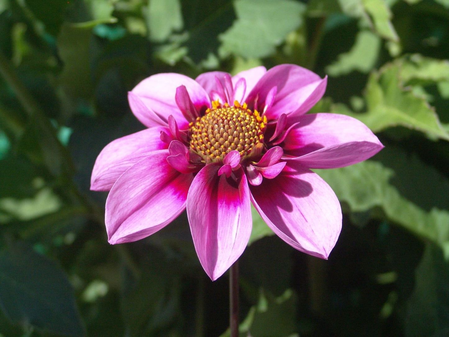Bee Happy Dahlia