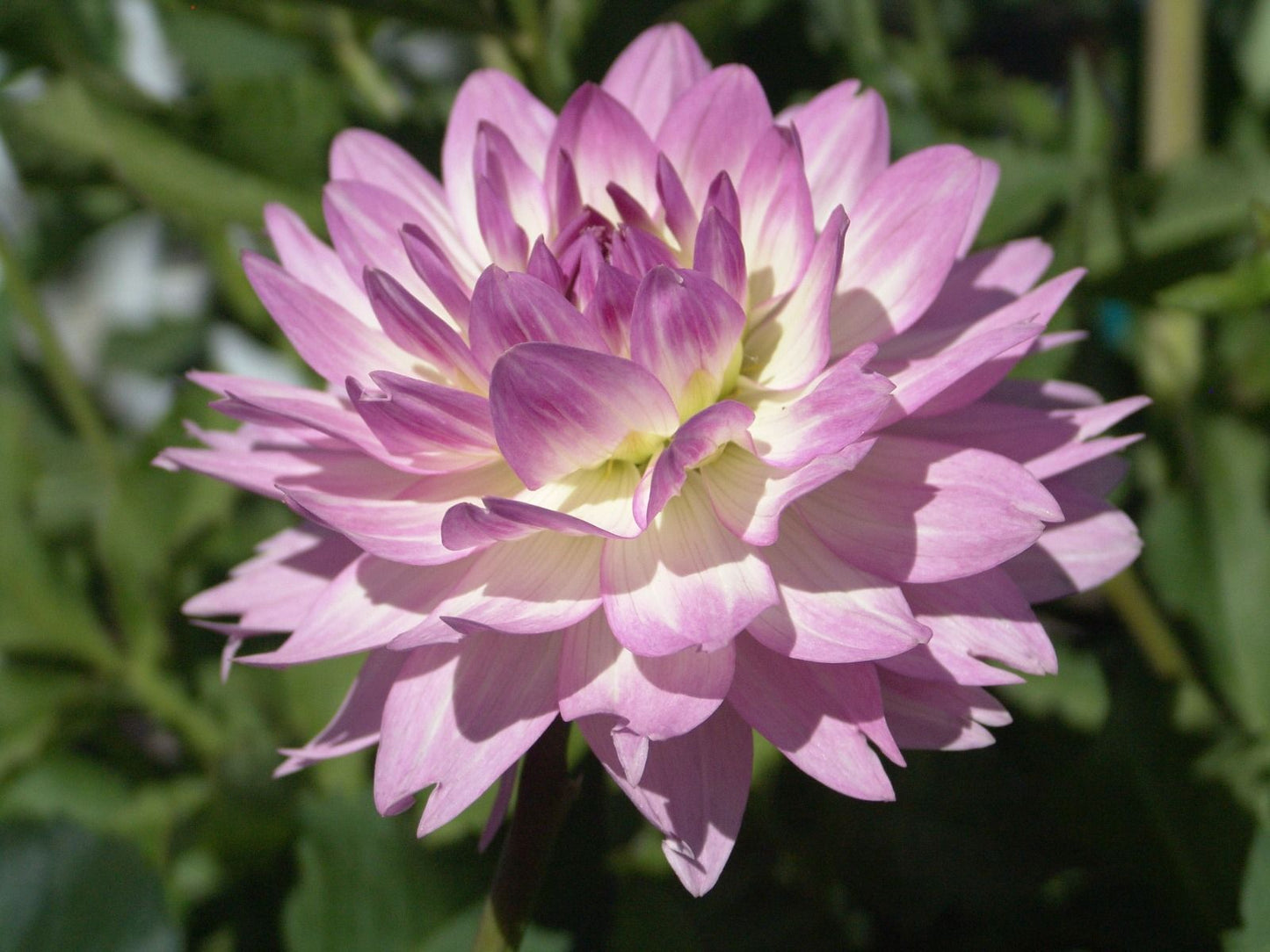Bitsy Dahlia