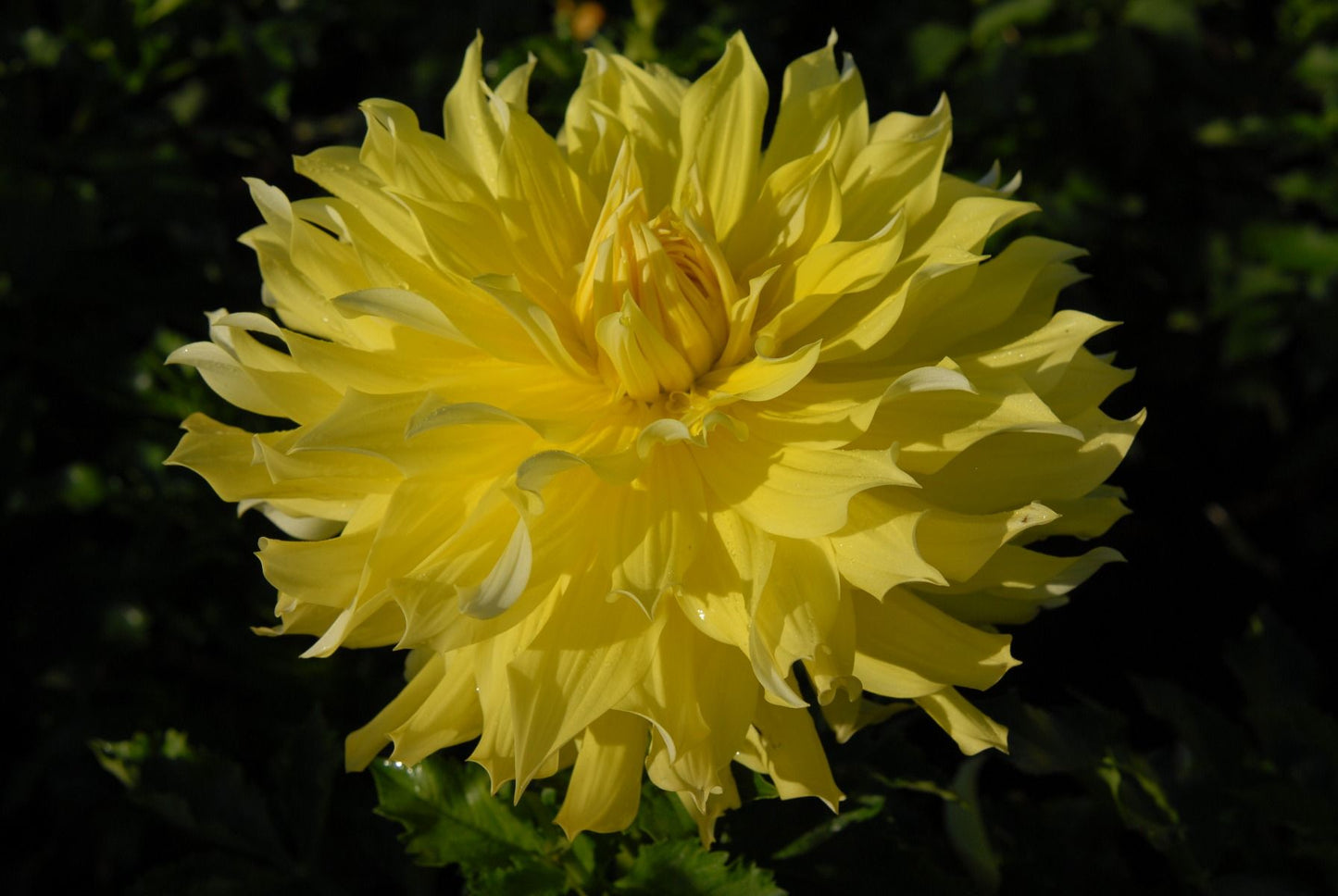 Blondee Dahlia