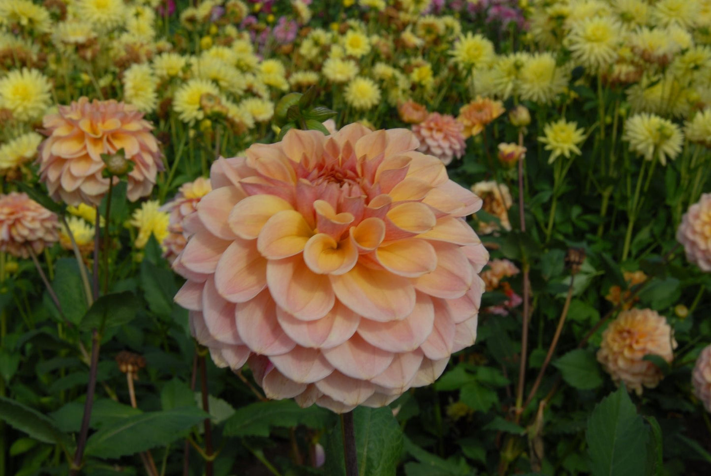 Blah Blah Blah Dahlia