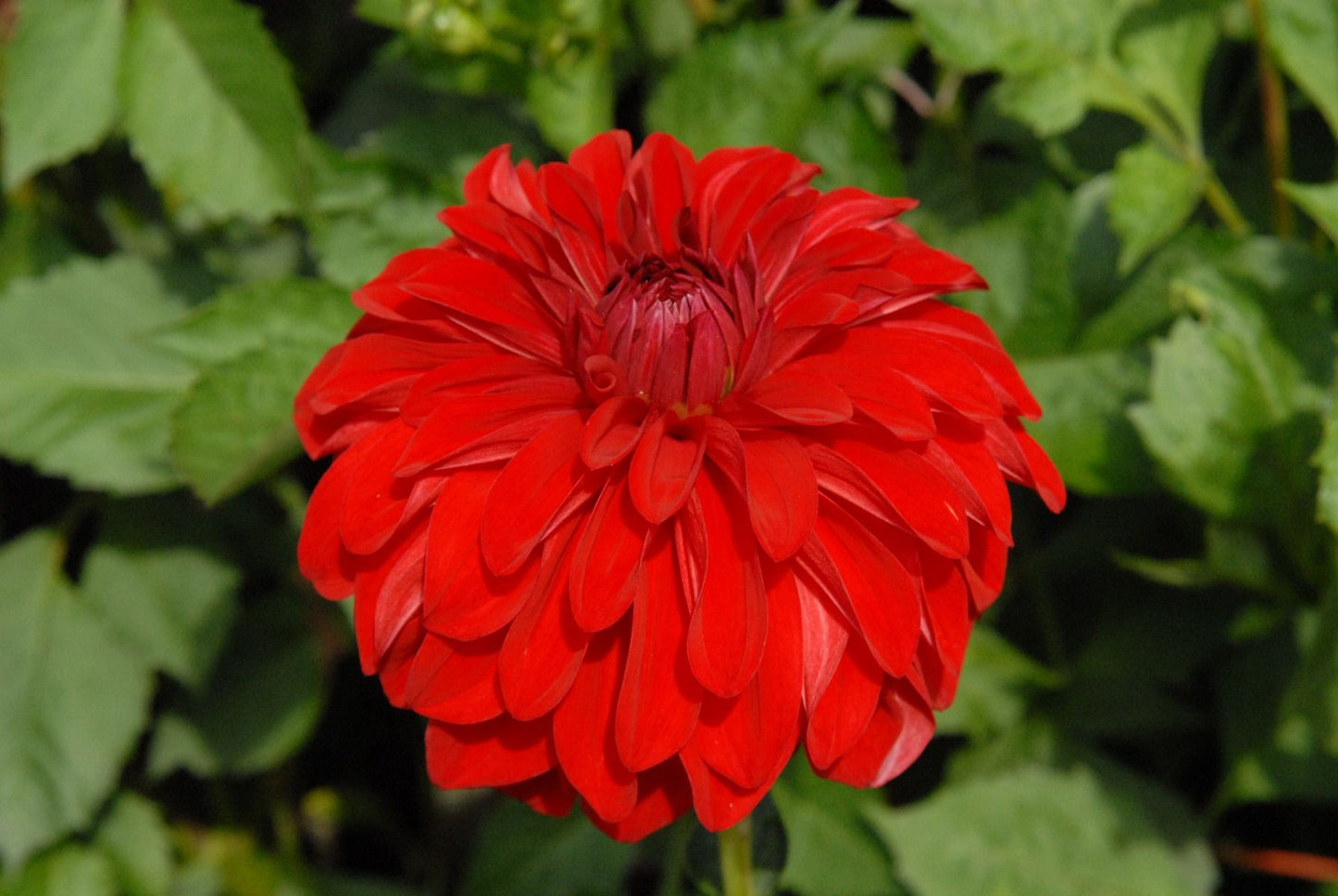 American Beauty Dahlia