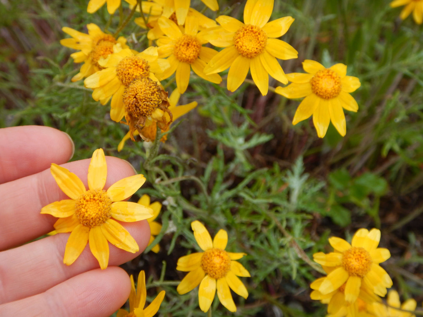 Common Woolly Sunflower-Wildflower Seeds online shopping