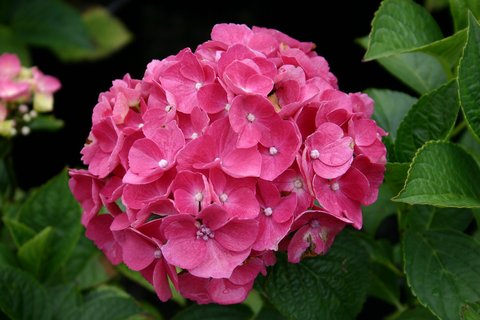 Hydrangea macrophylla Princess Beatrix