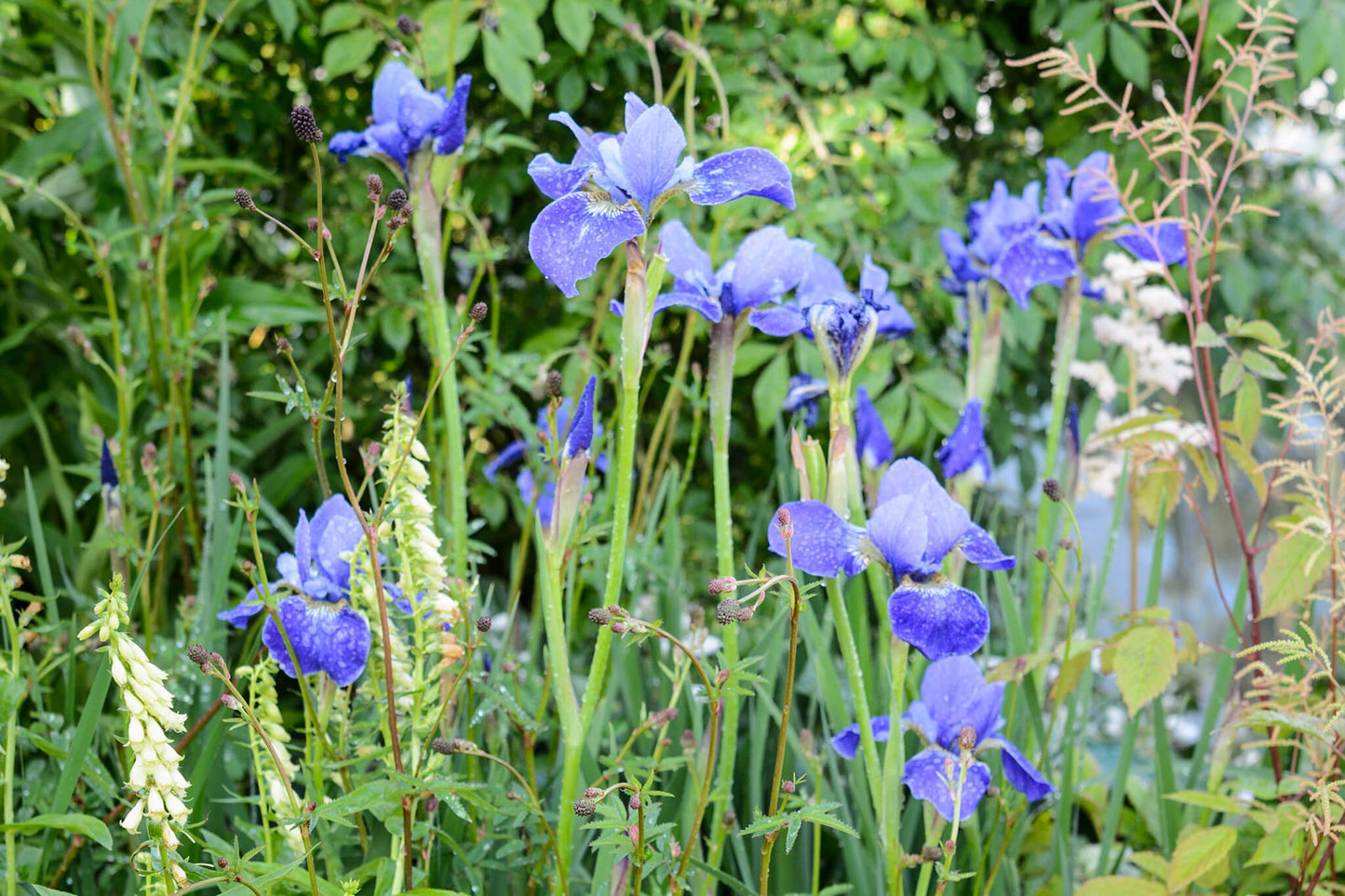 Iris Sibirica Silver Edge