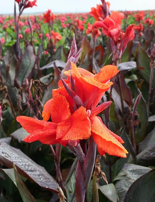 Red King Humbert Bronze Leaf Canna