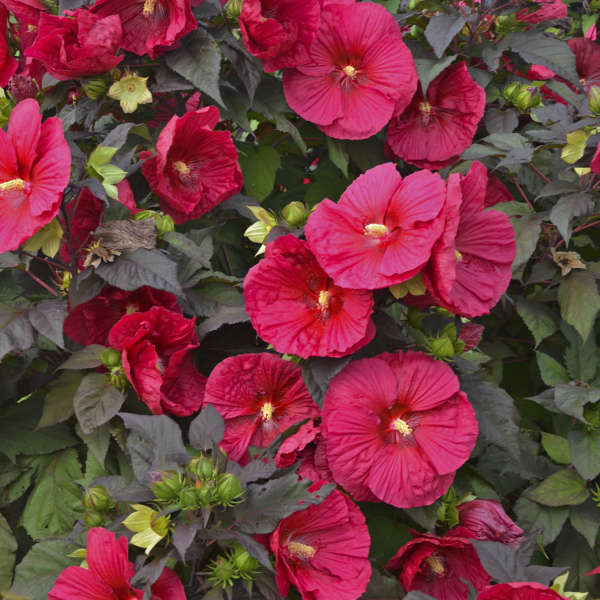 Mars Madness Rose Mallow Hibiscus Plants