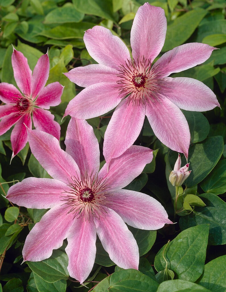 Lincoln Star Clematis Vine