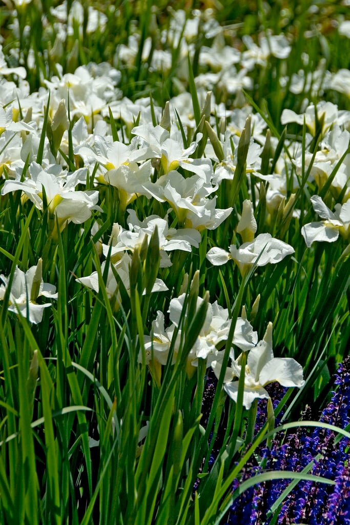 Iris Sibirica White Swirl