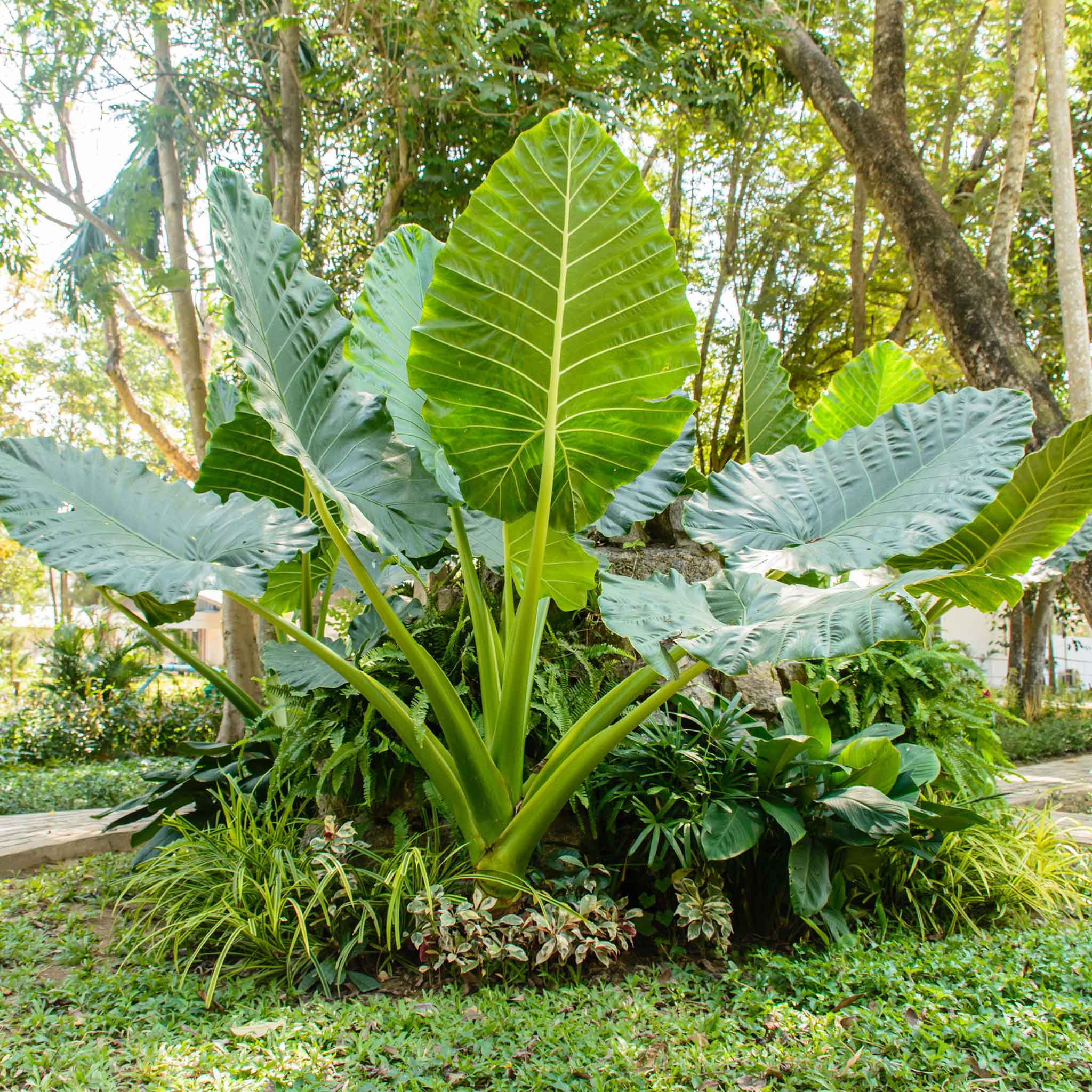 alocasia elephant ears plant Upright Elephant Ears Alocasia – Bold Tropical Foliage