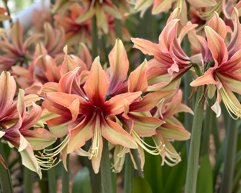Wild Amazone Amaryllis Bulbs