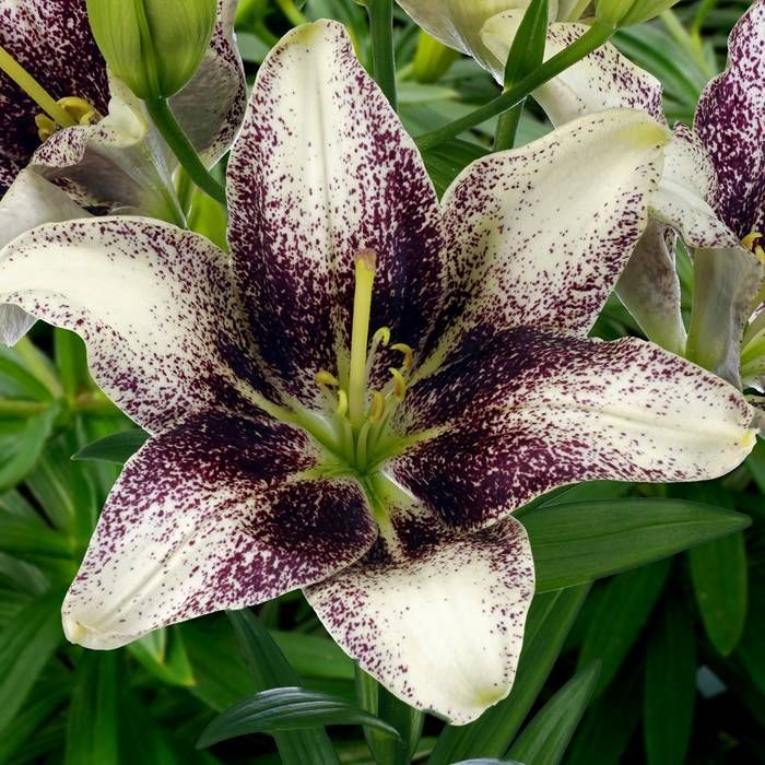 Easy Spot Pollen Free Kiss Asiatic Lily