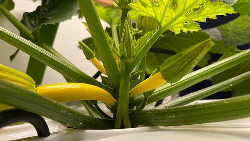 Cropking 10 Plants Raised Bato Dutch Bucket Recirculating Hydroponics System with Pump