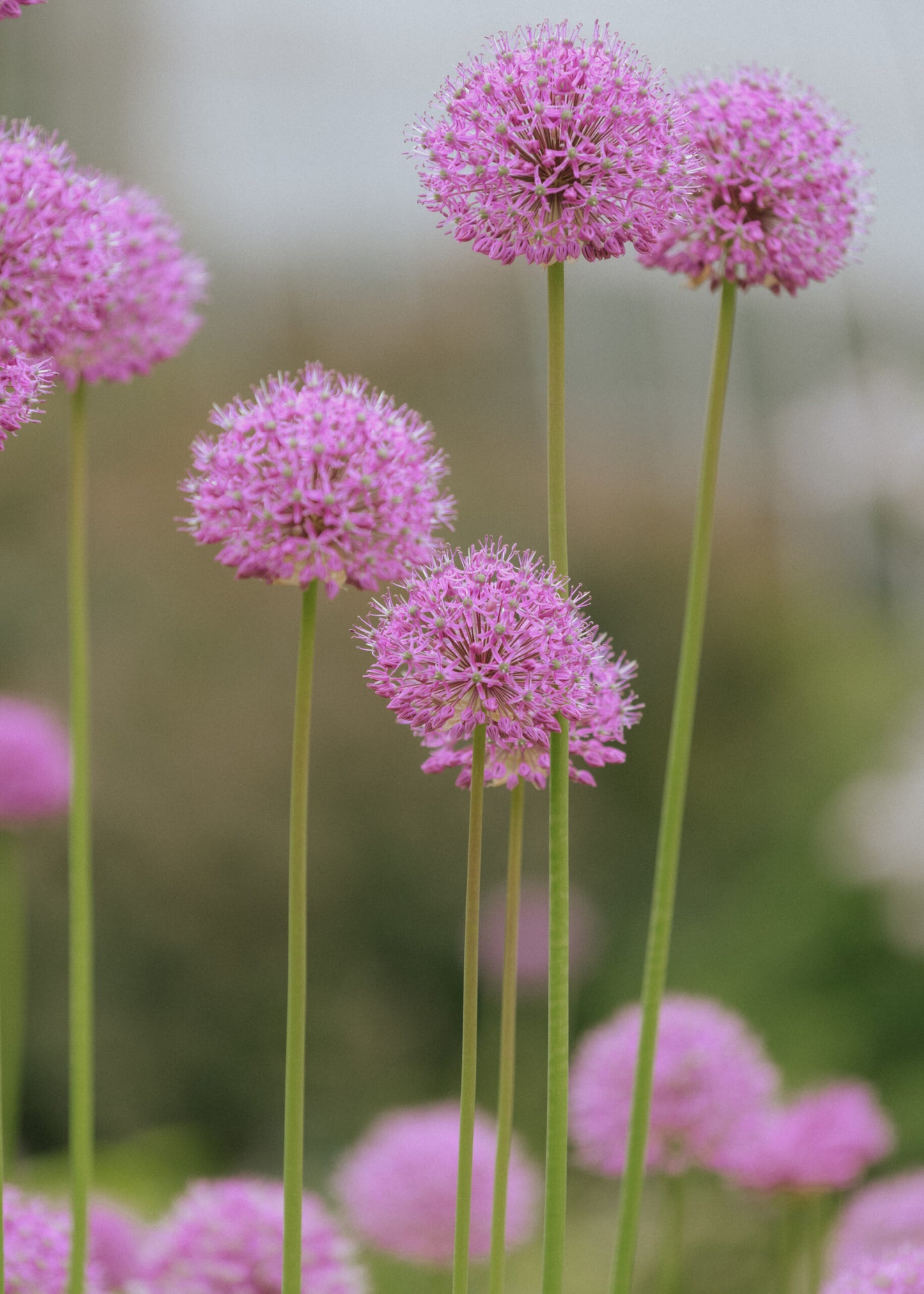 Rosy Dream Allium Bulbs