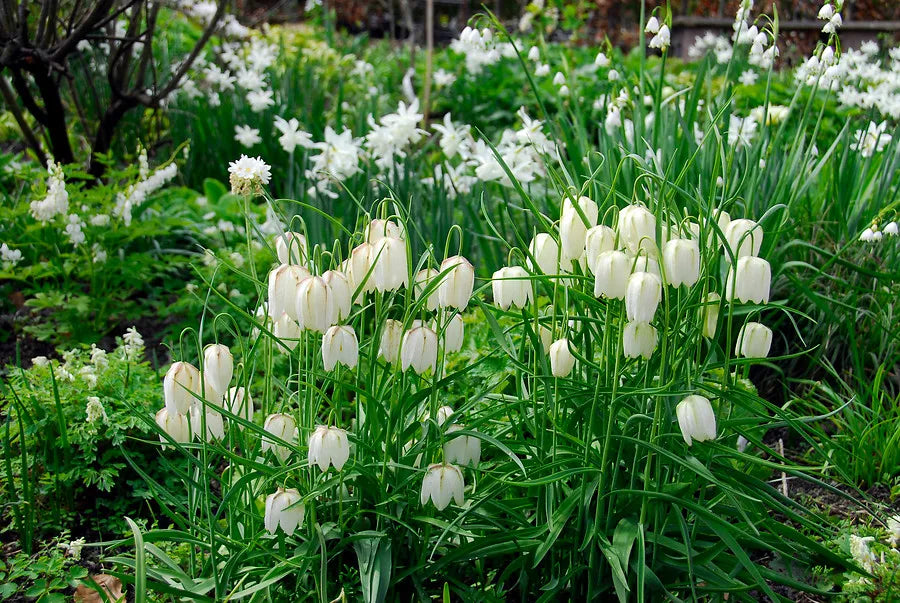 Meleagris Alba Fritillaria Bulbs