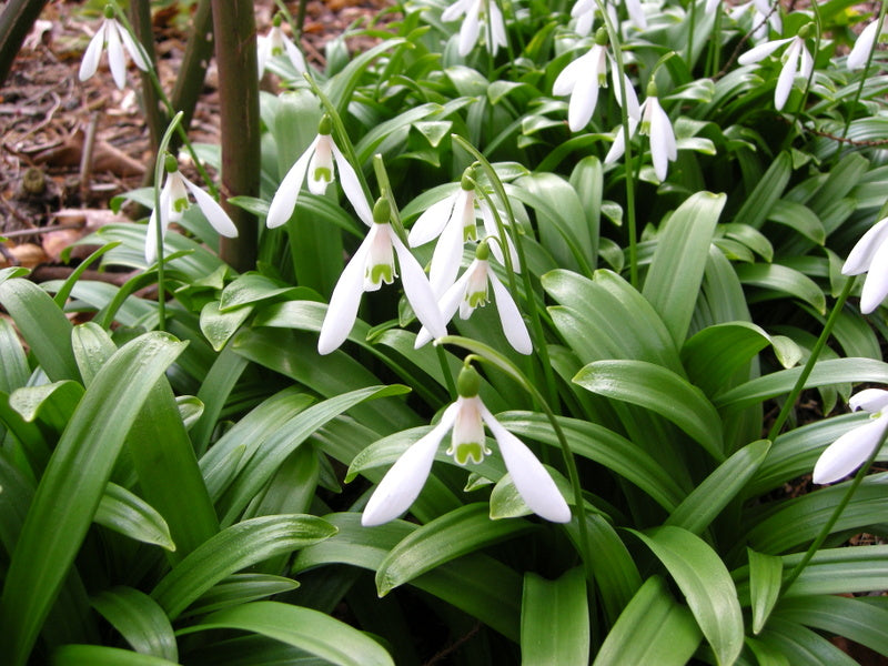 Woronowii Galanthus Bulbs